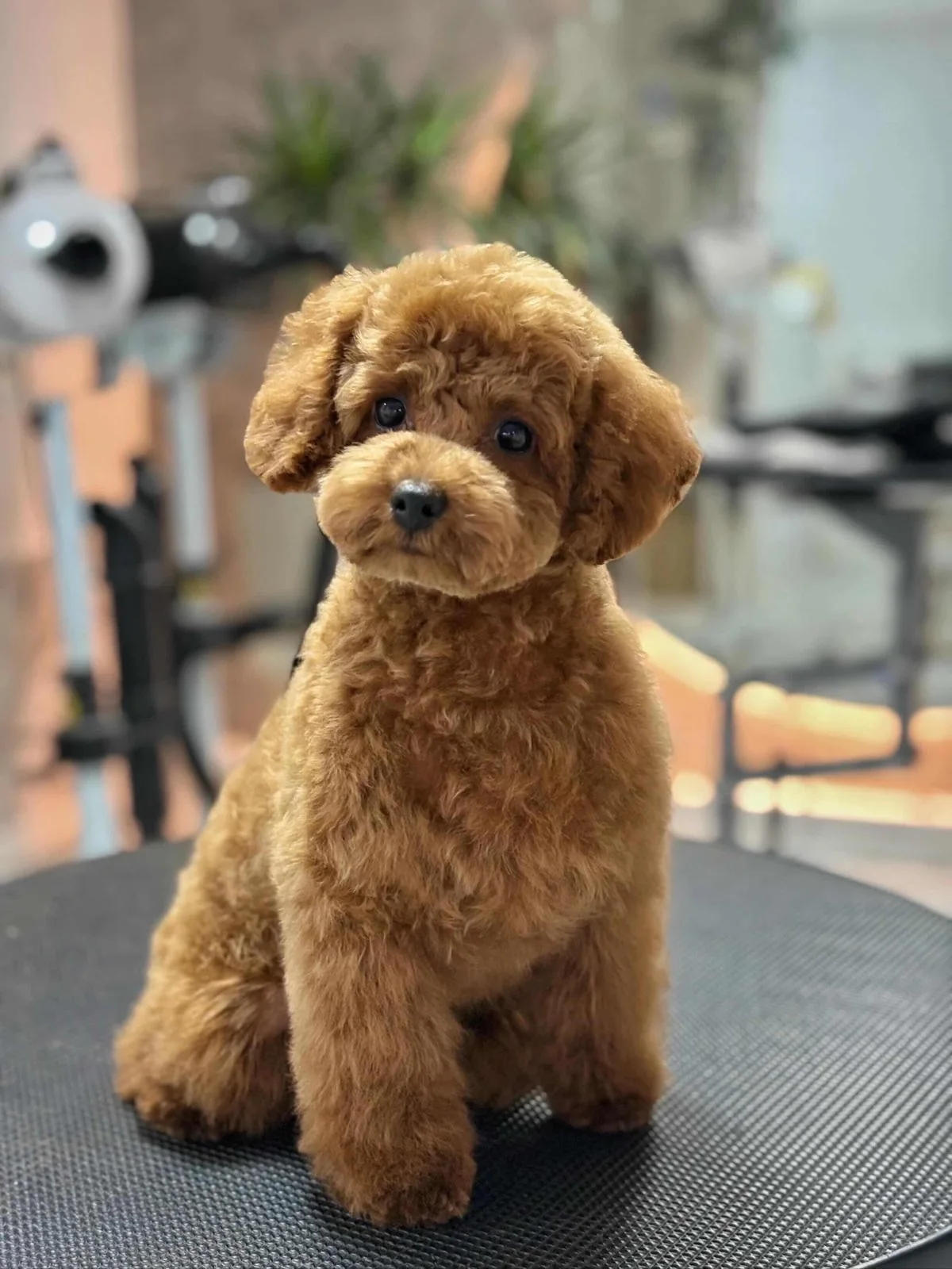 Teddy featured in fictional dog supplement email creative
